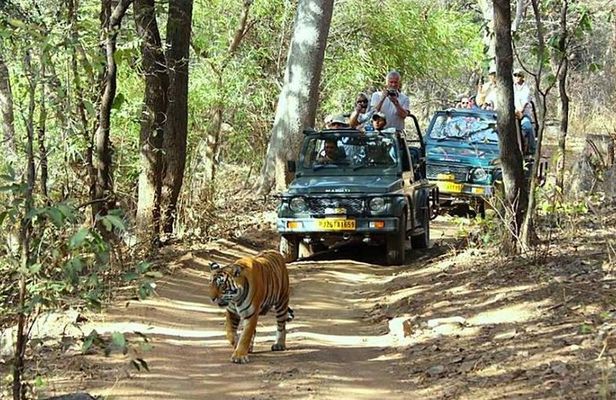 Golden Triangle Tour With Ranthambore Tiger Safari