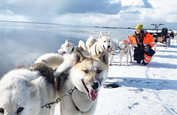 Small Group Husky Sledding Tour from Capital Region