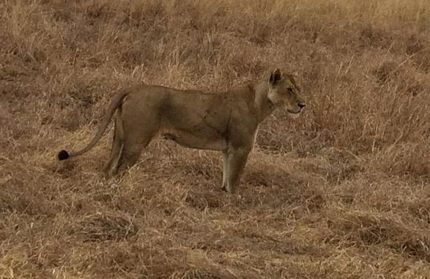 2Days 1Night tour to Mikumi National Park (Road trip)