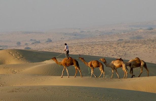2 Days-1 Night Camel Tour