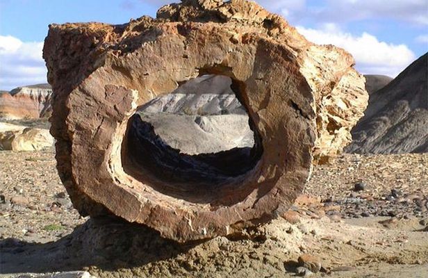La Lioness Petrified Forest