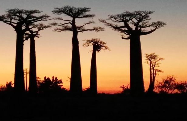 Tsingy of Bemaraha and Morondava in detail