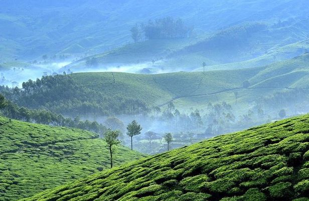 Private Day Trip to Munnar from Kochi (Cochin)