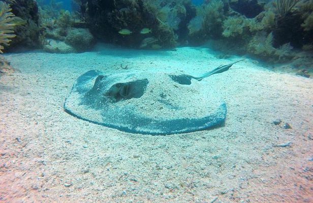 Try Scuba Diving in Key Largo — Small Group, Max 4 Students