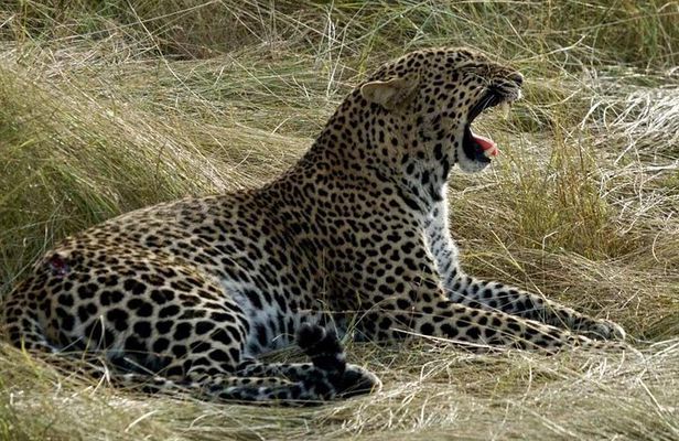 3days/2nights group joining Masai Mara with Masai Village Visit