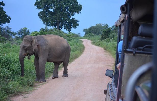 Majestic beast safari, Sri Lanka’s oldest Elephant Park-Udawalawe National Park