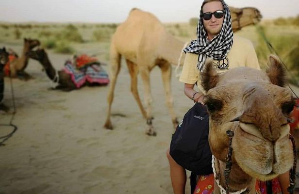 Lazy camel safari