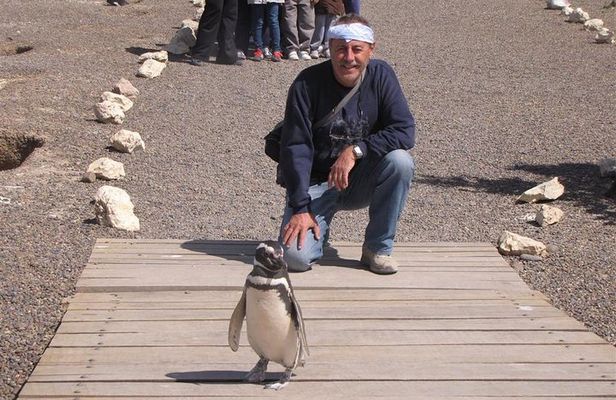 Full Day Punta Tombo - Walking Among Penguins Experience - Madryn