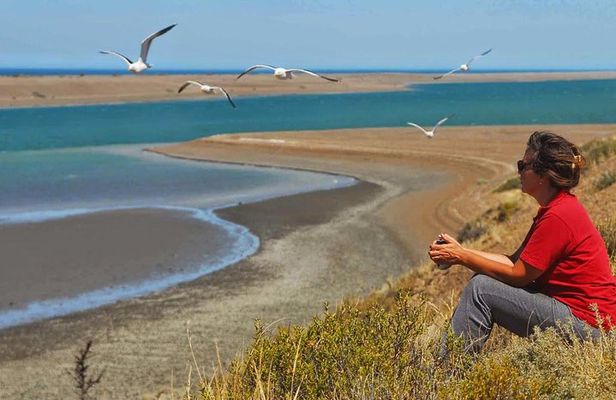 Full Day Peninsula Valdes Experience - optional Whale Watching 