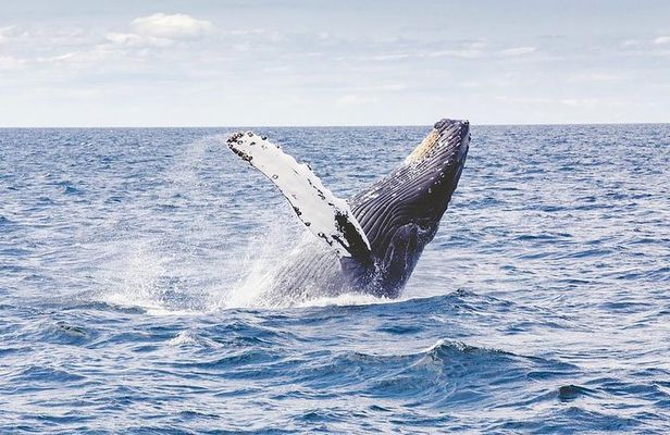 Icy Strait Shore Excursion: Whale Watching Adventure Tour
