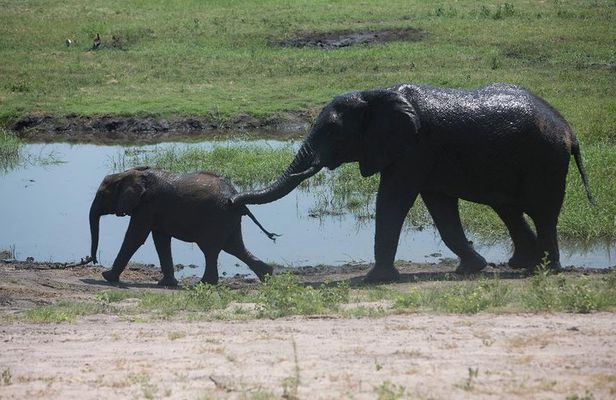 Chobe half day trip