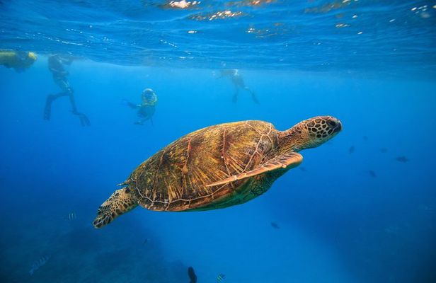 Turtle Canyons Snorkel Excursion from Waikiki, Hawaii