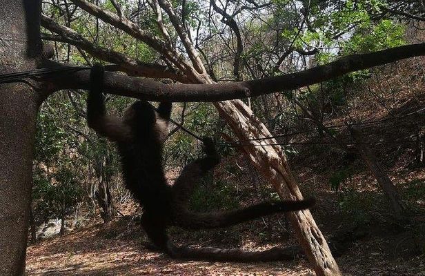 Monkey Tour With Local Cuisine