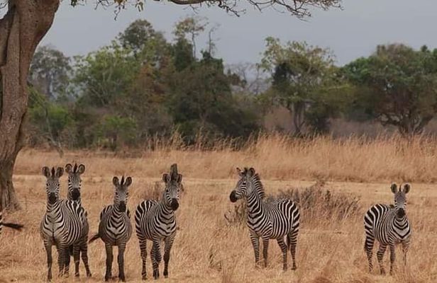 Day trip Safari to Mikumi National Park from Morogoro