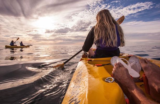 Kayak to the penguins in Simons Town