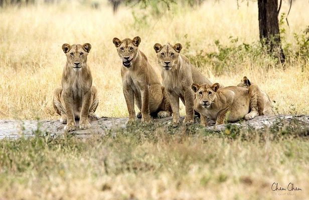 4 Days Joining group budget camp Safari in Serengeti , Ngorongoro and Tarangire