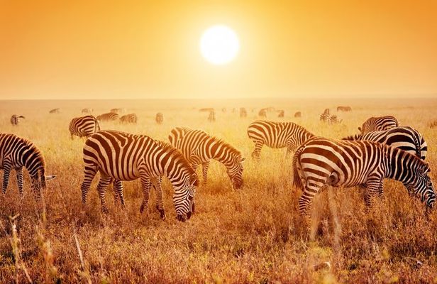 SERENGETI NATIONAL PARK Tour
