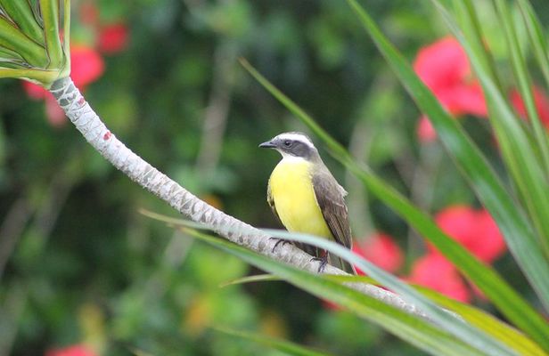 Bird-Watching and Wildlife Tour