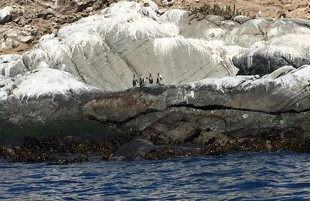 Penguins Watching Navigation Cachagua Island & Lunch From STGO