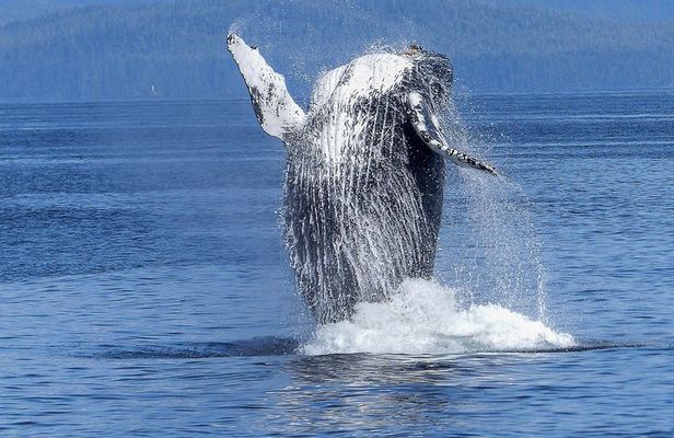 Humpback Whale and Dolphin Watch in Kona