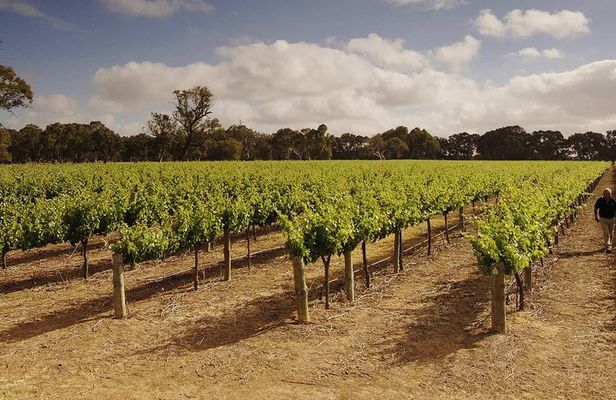 Private Langhorne Creek Wine Region Tour from Adelaide
