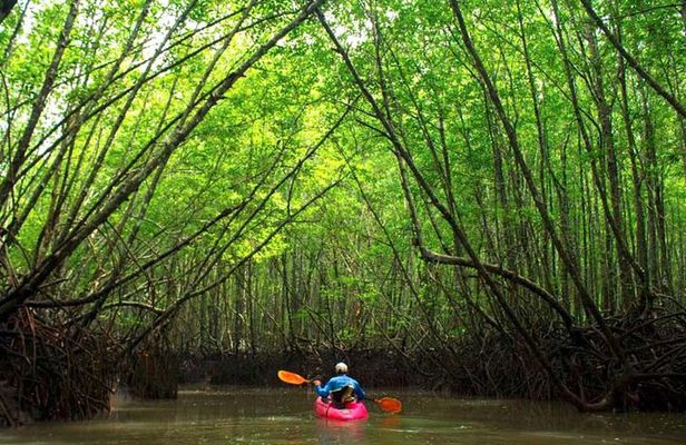 Deep Mangrove and Canyon Kayak Tour in Krabi