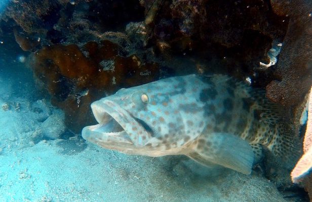Dive trip with 2 dives (start from Ko Kut)