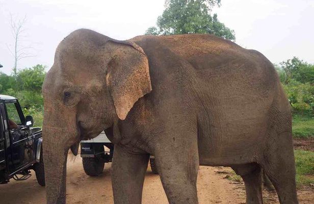 Elephant Transit Home Udawalawe with Jeep safari from Colombo