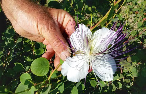 Cappero di Salina: Un'Esperienza di Degustazione Unica