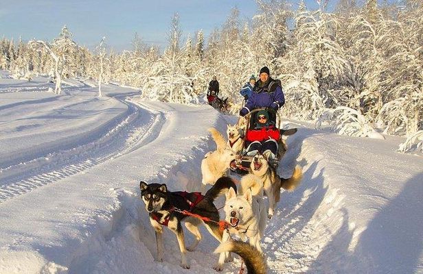 Husky Ride Private Tour from Krakow