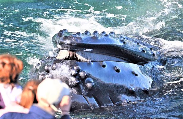 Boston Whale Watching Cruise