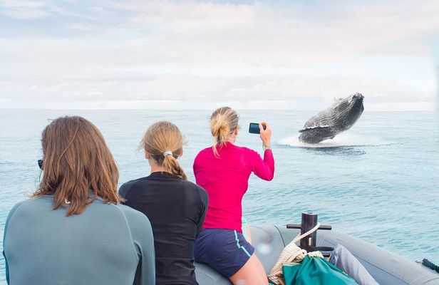 RAFT ADVENTURE - Whale Watch Discovery