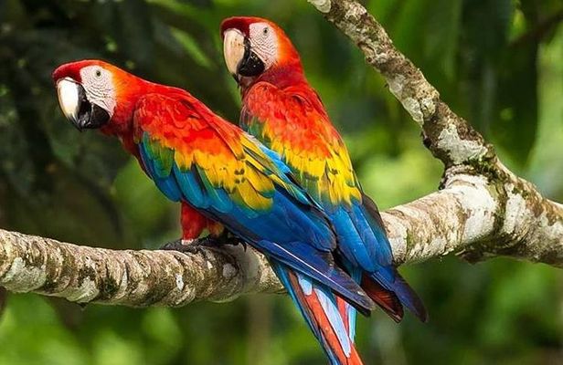 Chuncho macaw clay lick full day