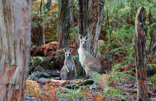 Melbourne Combo: Great Ocean Road Day Trip and Phillip Island Day Trip from Melbourne