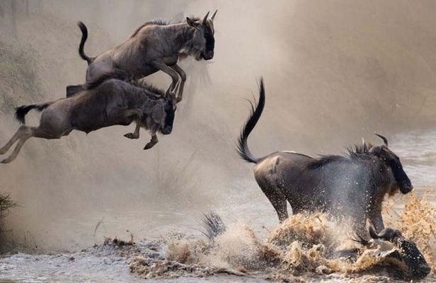 3 Days Masai Mara