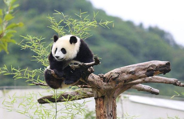 Chengdu: Panda Base Leshan Buddha Tour(or Half Day Panda Base )