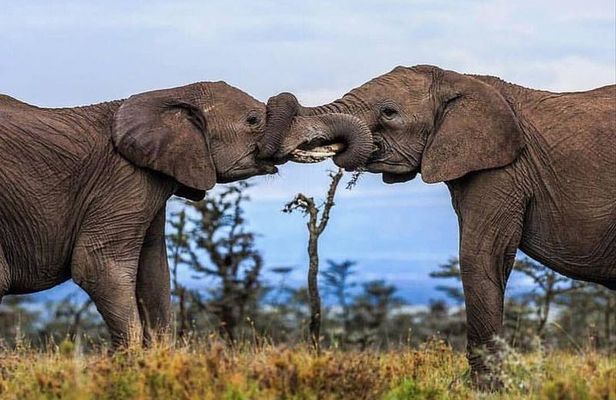2 Days Awe-Inspiring Safari in Maasai Mara National Reserve, Kenya