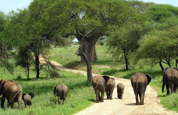 Tarangire National Park elephant view