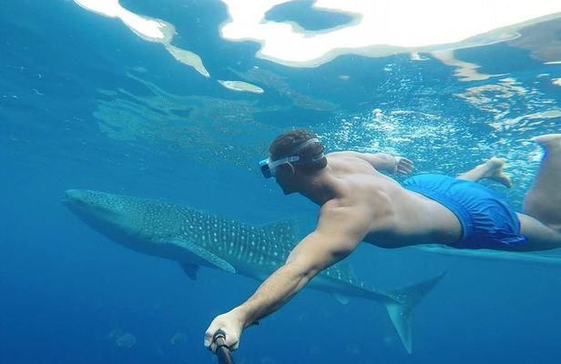 Oslob Whale Shark Watching