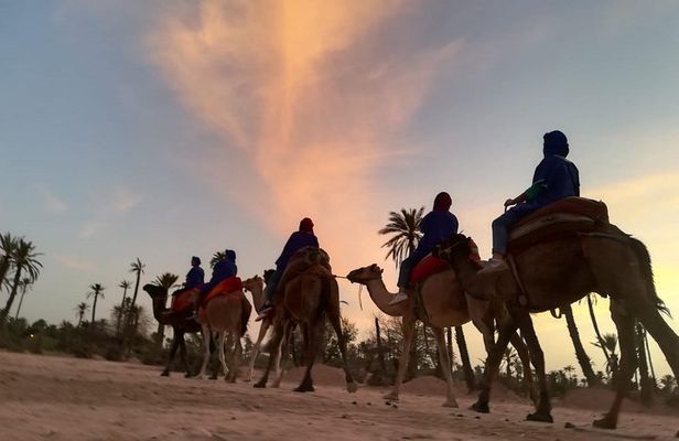  Sunset Camel Ride in the Palm Grove Of Marrakech