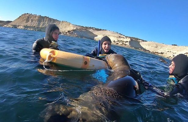 Snorkeling with Sea Lions by Madryn Buceo
