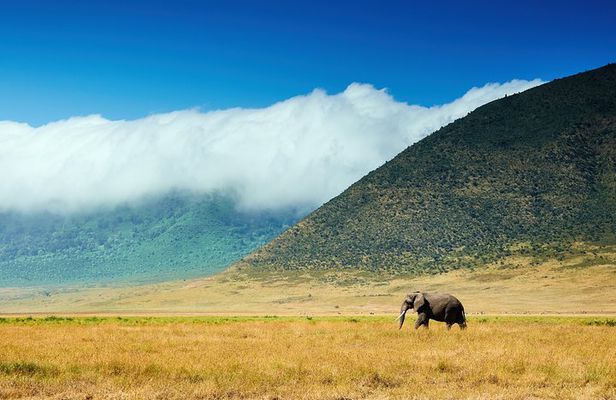 3 Days Amazing Tanzania Safari