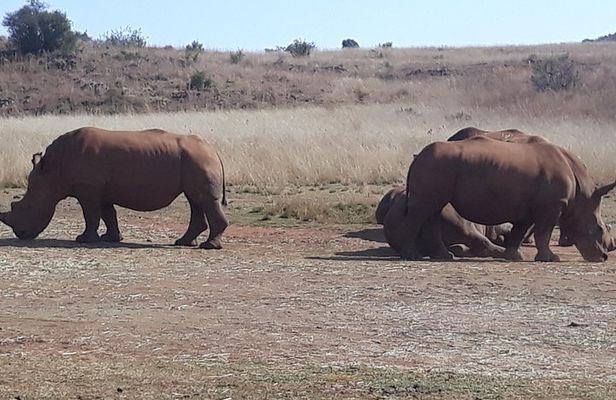 Safari Experience at Rhino & Lion Park
