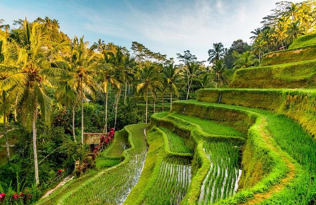 Bali Private Car Hire with Driver