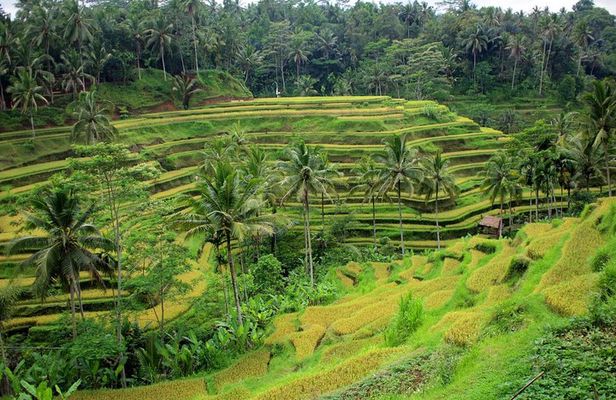 1 DAY Kintamani Plateau + Ubud + Tegallalang Rice Terrace + Tirta Empul Temple / Private tour 8 hours, English/Japanese