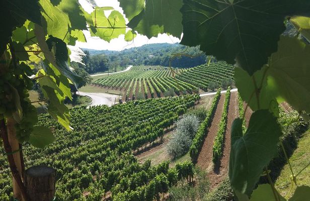 Wine Tour - The Best of Istria