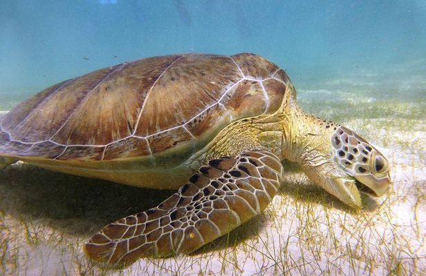 Turtles and Cenote Snorkeling in Riviera maya