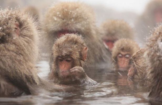 Nagano Snow Monkey 1 Day Tour with Beef Sukiyaki Lunch from Tokyo