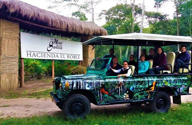 Private Tour - Coffee Tour (Cultivations)