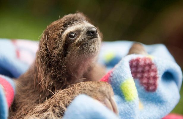 Wildlife Rescue Center and Punta Uva Beach & Jungle Hike